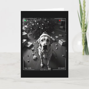 Christmas Labrador Retriever Caught On Camera Card
