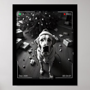 Christmas Labrador Retriever Caught On Camera Poster