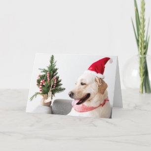 CHRISTMAS LABRADOR WITH CHRISTMAS CARD