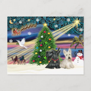 Christmas Magic Scottish Terriers (two) Holiday Postcard