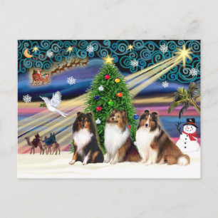 Christmas Magic Shetland Sheepdogs (three) Holiday Postcard