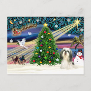 Christmas Magic Shih Tzu 4 Holiday Postcard