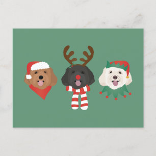 Christmas Maltipoo Dogs Postcard