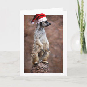 Christmas MeerKat Holiday Card