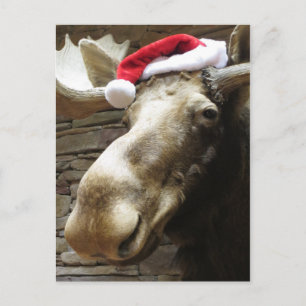 Christmas Moose Holiday Postcard