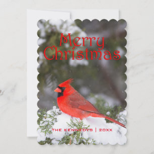 Christmas -Northern Cardinal male in Juniper tree Holiday Card