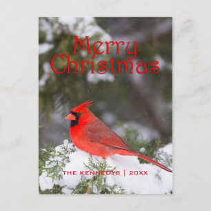 Christmas -Northern Cardinal male in Juniper tree Holiday Postcard