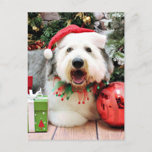 Christmas - Old English Sheepdog - Alphy Holiday Postcard