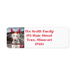 Christmas Ollie Return Address Label