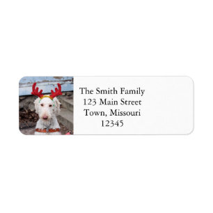 Christmas Ollie Return Address Label