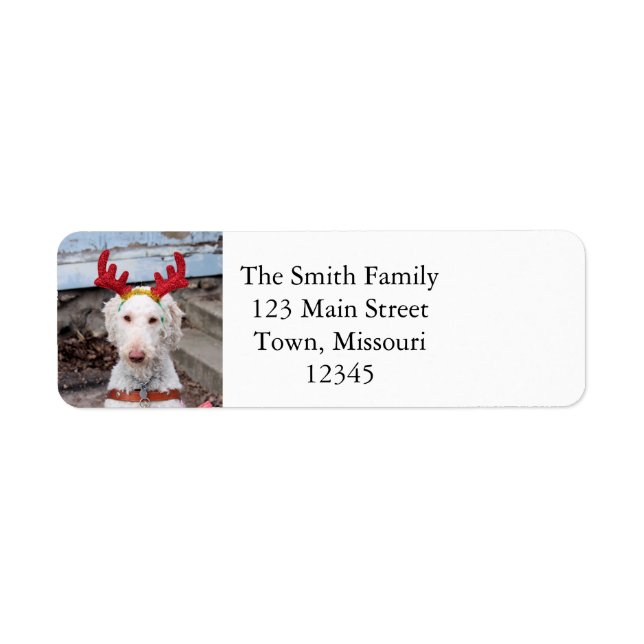 Christmas Ollie Return Address Label (Front)