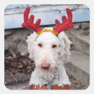 Christmas Ollie Square Sticker