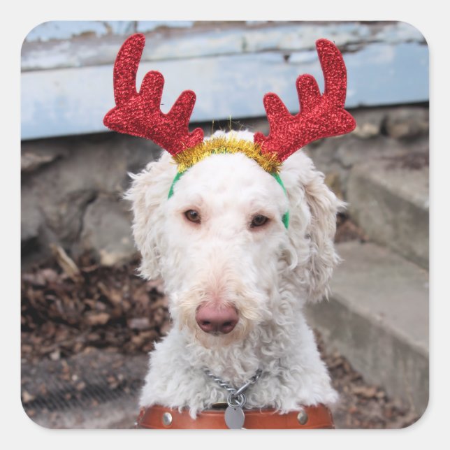 Christmas Ollie Square Sticker (Front)