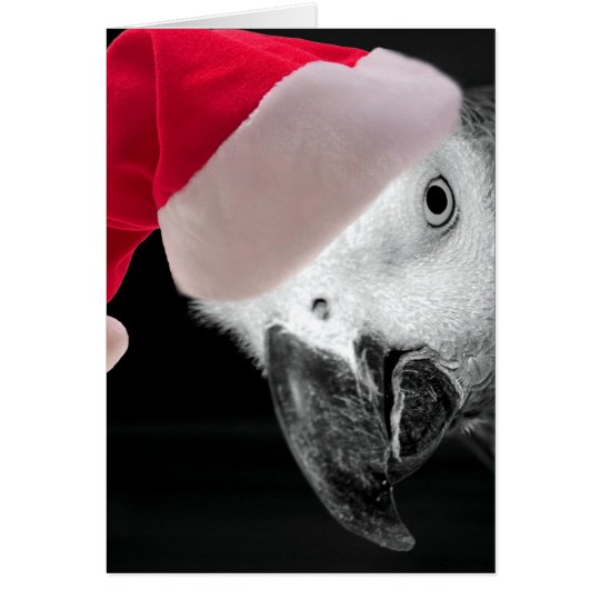 Christmas Parrot Card