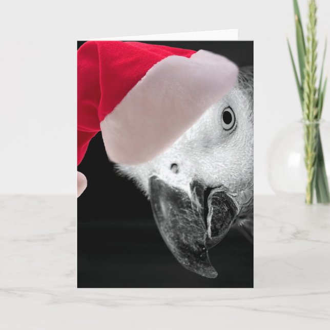 Christmas Parrot Holiday Card (Front)