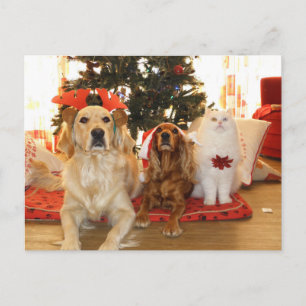 Christmas Pets Holiday Postcard