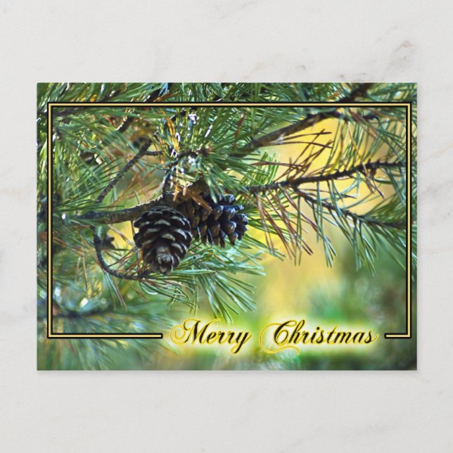 Christmas Pine Cones Postcard (Front)