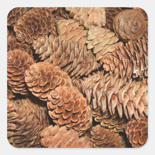 Christmas Pine Cones Square Sticker (Front)