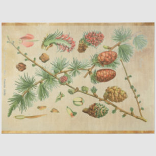 Christmas Pine Decoupage Paper