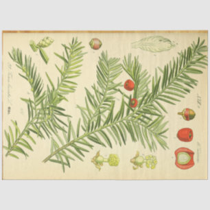 Christmas Pine Decoupage Paper