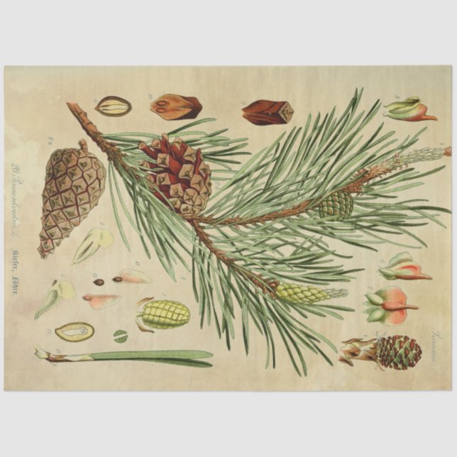 Christmas Pine Decoupage Tissue Tissue Paper (Front)