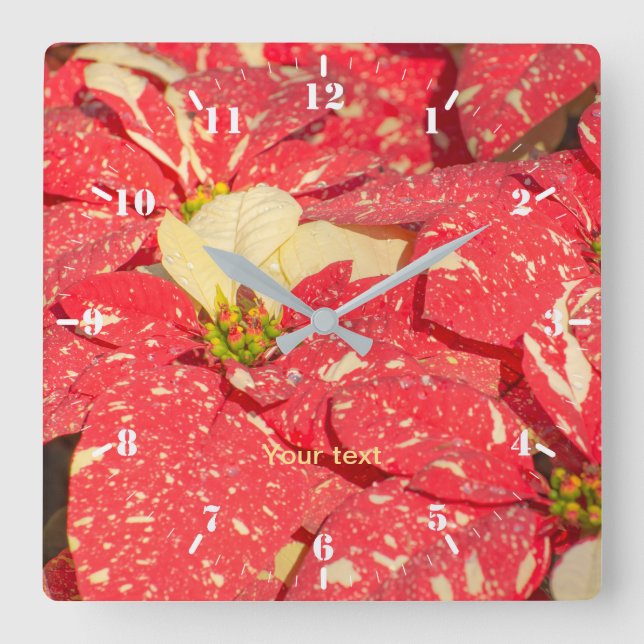 Christmas plant Poinsettia Flower Square Wall Clock (Front)
