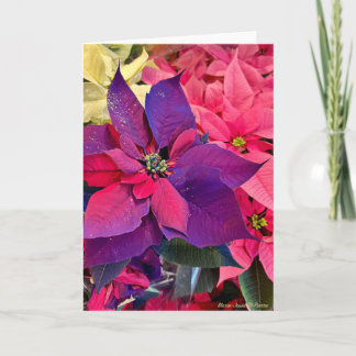 Christmas Poinsettias Card