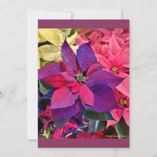 Christmas Poinsettias Holiday Card