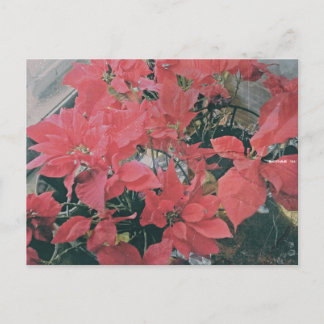 Christmas Poinsettias Postcard