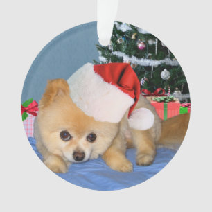 Christmas, Pomeranian Dog, Santa Hat Ornament