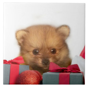 Christmas Pomeranian puppy Tile