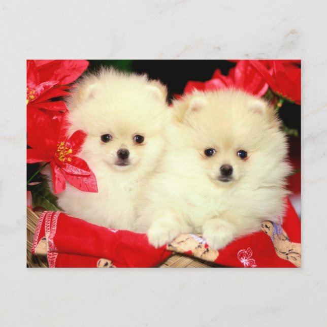 Christmas Pomeranians Holiday Postcard (Front)