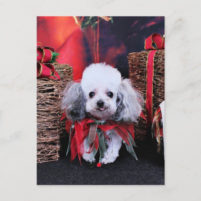 Christmas - Poodle - Lilly Holiday Postcard (Front)