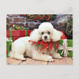 Christmas - Poodle - Sophie Holiday Postcard