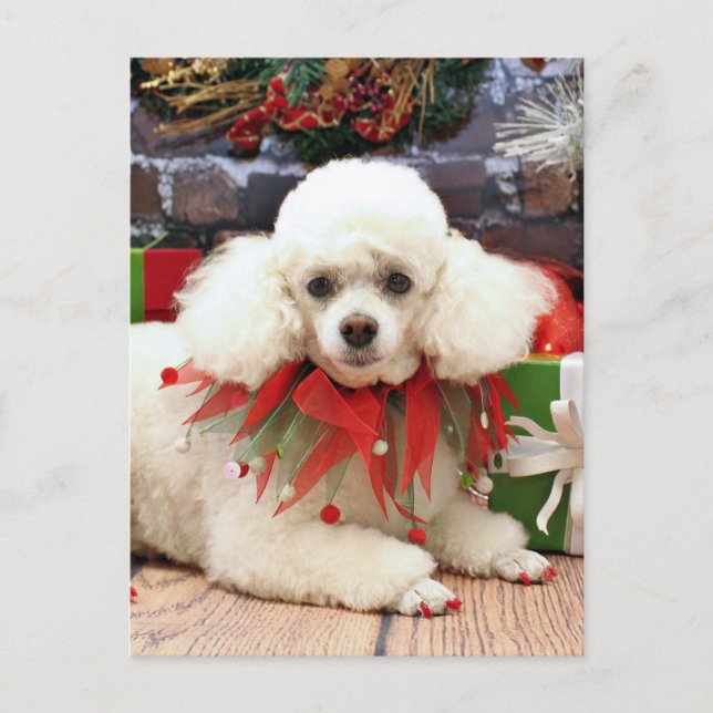 Christmas - Poodle - Sophie Holiday Postcard (Front)
