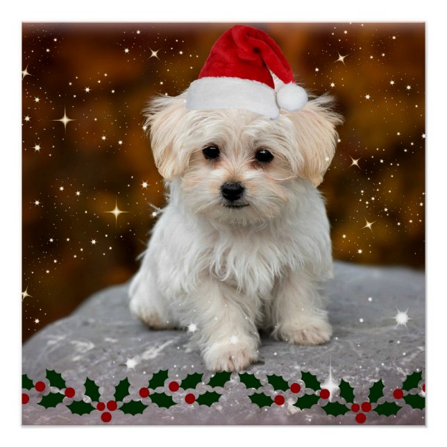 Christmas Puppy, adorable, Poster (Front)