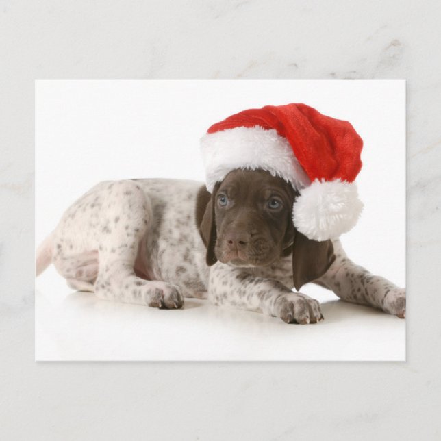 Christmas Puppy - German Shorthaired Pointer Holiday Postcard (Front)