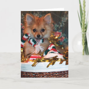 Christmas Puppy Holiday Card