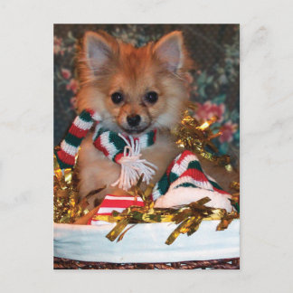 Christmas Puppy Holiday Postcard