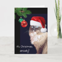 Christmas Ragdoll Cat Humour