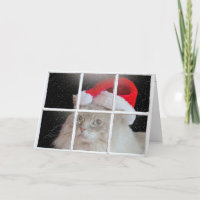 Christmas Ragdoll Cat in Window 