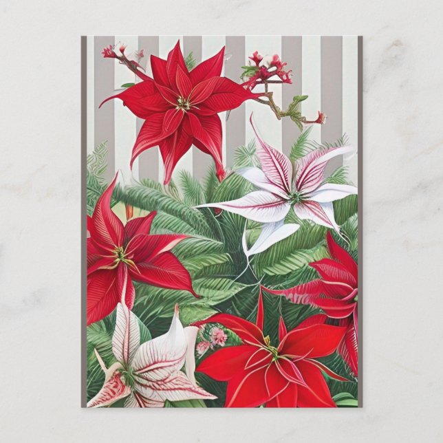 Christmas Red Amaryllis and Poinsettias Postcard (Front)