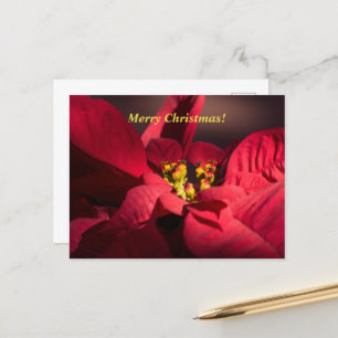 Christmas Red poinsettia flower in blossom Holiday Postcard
