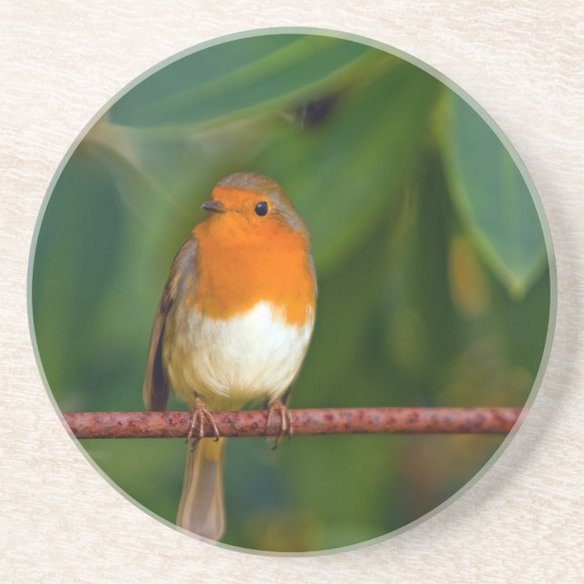 Christmas Robin Coaster (Front)