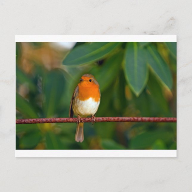 Christmas Robin Holiday Postcard (Front)