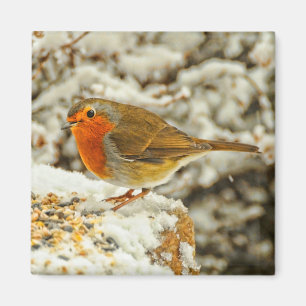 Christmas Robin in the Snow in Scotland Magnet