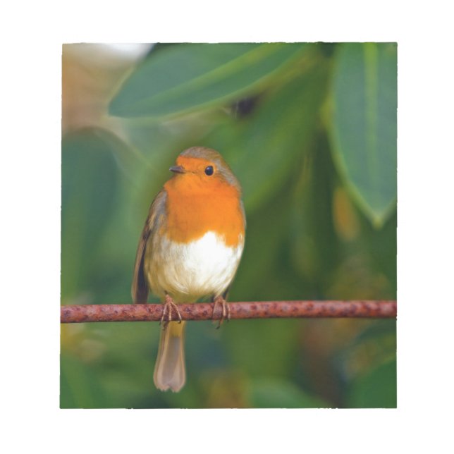 Christmas Robin Notepad (Front)