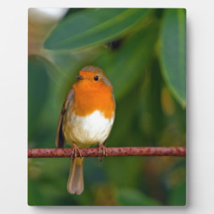 Christmas Robin Plaque