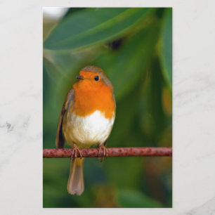 Christmas Robin Stationery