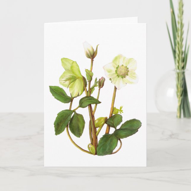 Christmas Rose Card (Front)
